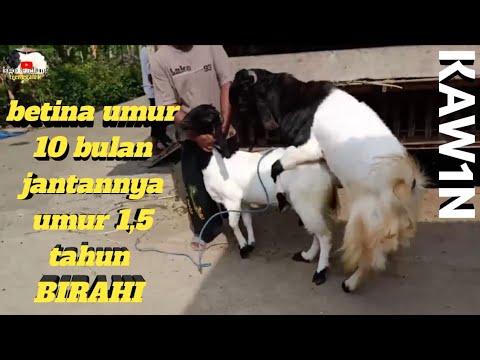 BEGINI KALAU KAMBING BIRAHI/KAWIN