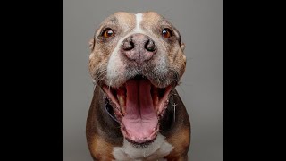 Spay/Neuter Surgery After Care for Dogs