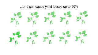 Soybean rust genome completed by an international consortium of public + private collaborators