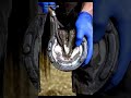 This tiny stone was causing this horse unbearable pain! 😢🪨See how carefully it was removed