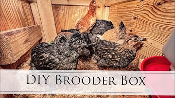 Homemade Chicken Brooder Box and our new chicks!