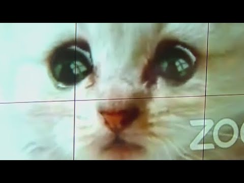 Texas Lawyer I Am Not A Cat Youtube Texas Lawyer I Am Not A Cat Youtube