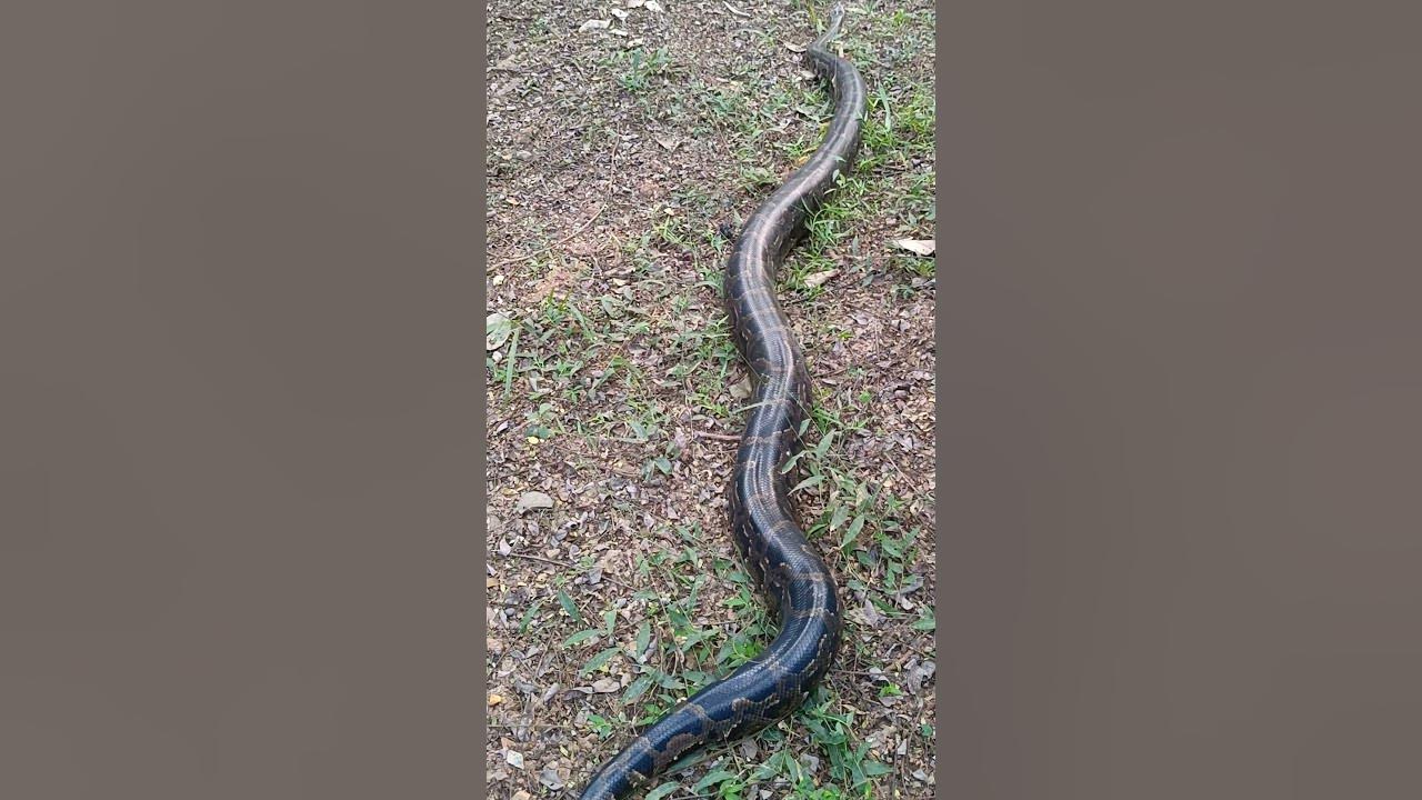 A beautiful python #shorts#nature#snake - YouTube