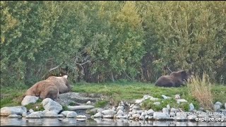 128 Grazer and Her Yearling's Lazy Saturday Evening - September 13, 2025 (explore.org)