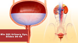Ch 20 Lecture 3 - Urinary System (Bio202 Sp'22)