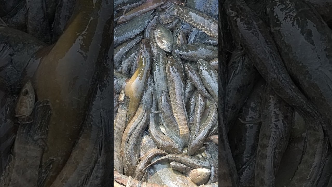 Amazing Catch! Fresh Fish Cleaning Process and Market Potential