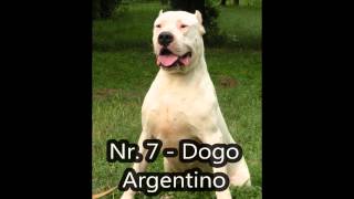 Top 10 Strongest Dogs