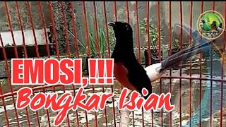 PANCINGAN EMOSI paling cepat bongkar isian #murai #muraifullisian