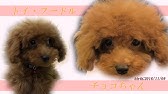 子犬 鳴き声 トイプードル 子犬 鳴き声 トイプードル