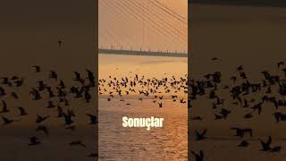 Cesaret Ve Kesinlik Yok Diye, Durman Gerekmez.