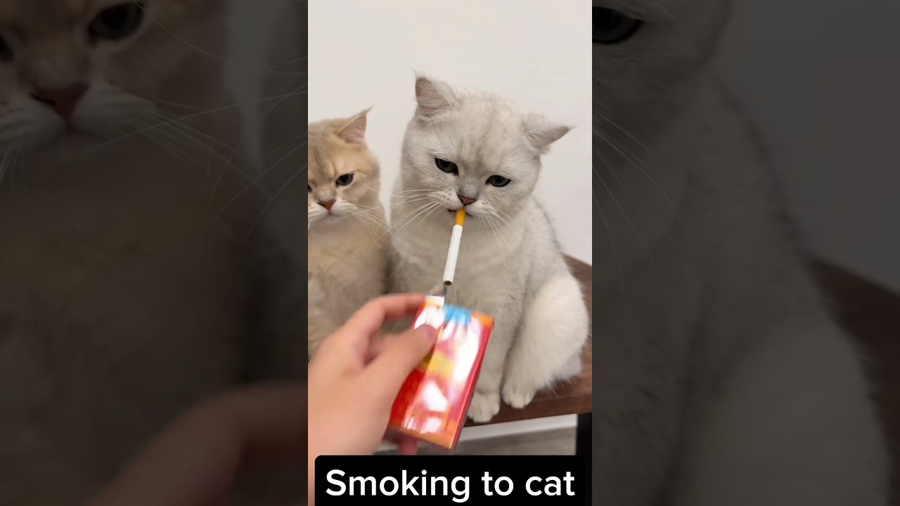 😂chat smoke 😂 