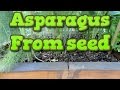 Growing asparagus from seed and transplanting