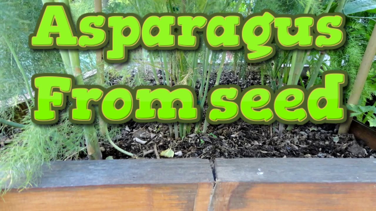 Planting Asparagus Seeds