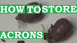 How to store acorns in the refrigerator. Oak acorn stratification at home.