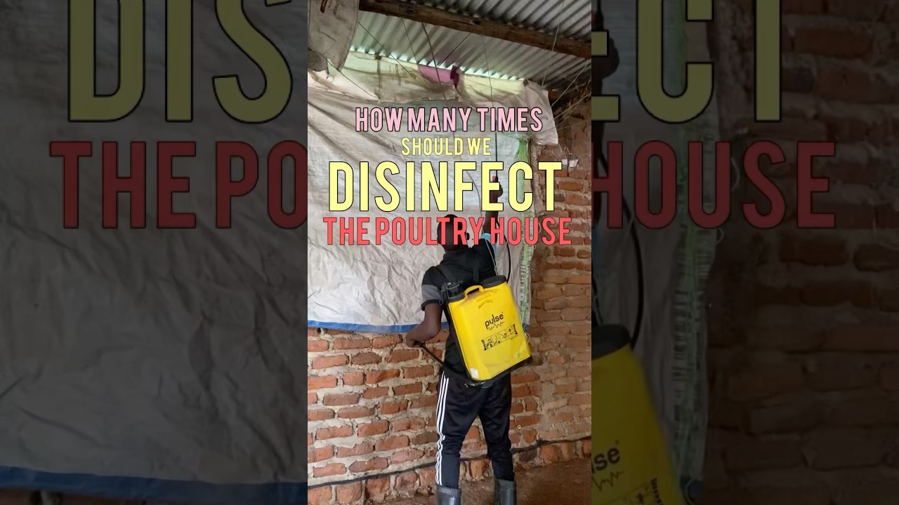 When and how many times to disinfect the poultry house?