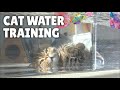 Cat's Underwater Navy SEAL Training! | Kittisaurus