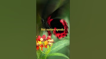 Why Are Butterflies So Colorful? The Secret Behind Their Beautiful Wings! #facts - world story