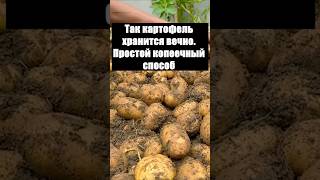 Так картофель хранится вечно. Простой копеечный способ #огород #сад #картошка #дача #хранение