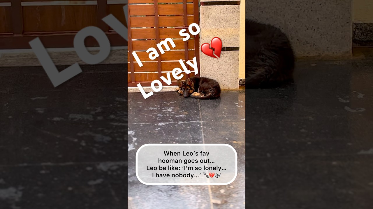|| Okay but… is Leo being a little dramatic🤔? || Comment Below👇 || Leo the German shepherd🤍🐶 ||