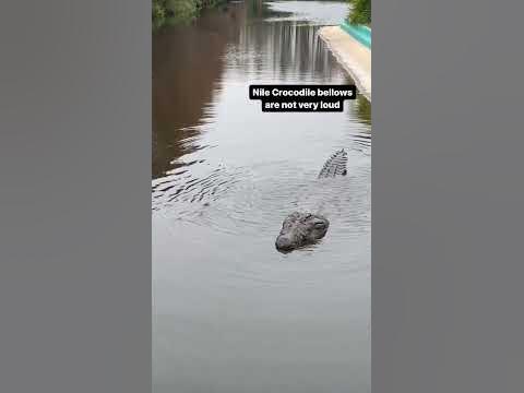 Lyle the Nile Crocodile‼️‼️‼️#gatorland #crocodile #nilecrocodile - YouTube