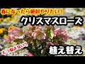 ◆時期を逃すな！【クリスマスローズ】春の植え替え