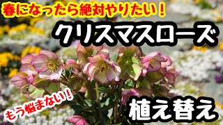 ◆時期を逃すな！【クリスマスローズ】春の植え替え