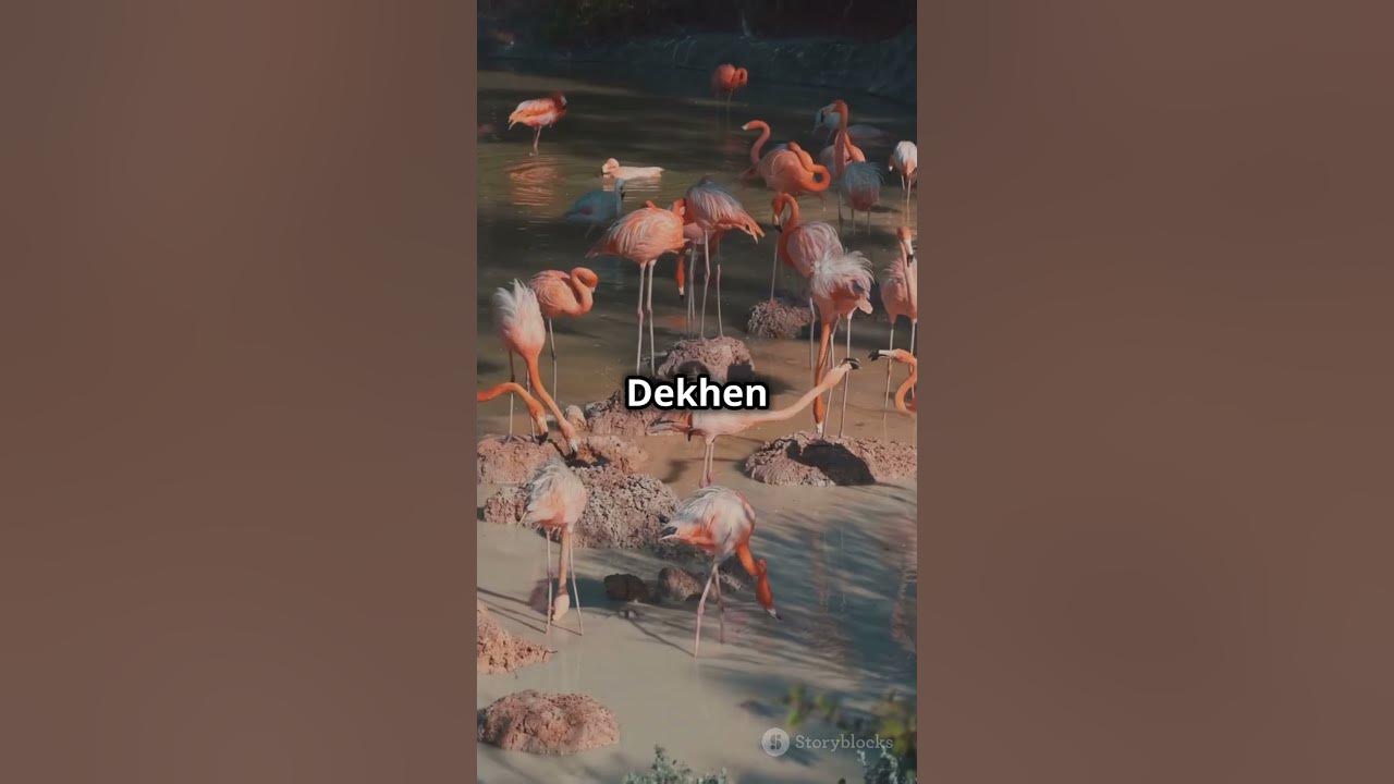 A group of flamingos is called a "flamboyance."#youtubeshorts - YouTube