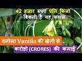 वनीला Vanilla की खेती  कैसे करें पूरी जानकारी हिंदी में | Vanilla farming in India