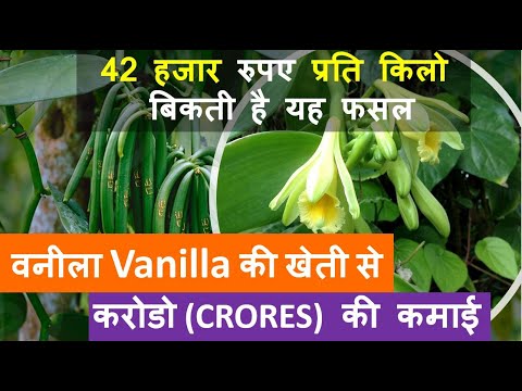 वनीला Vanilla की खेती  कैसे करें पूरी जानकारी हिंदी में | Vanilla farming in India