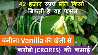 वनीला Vanilla की खेती  कैसे करें पूरी जानकारी हिंदी में | Vanilla farming in India