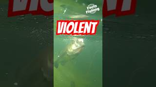 The Most VIOLENT Choppo Eat Ever! #shorts