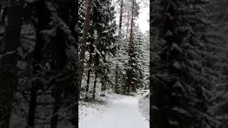 First snow in Forest   relaxingmusic meditationmusic serenity meditationaid relaxing