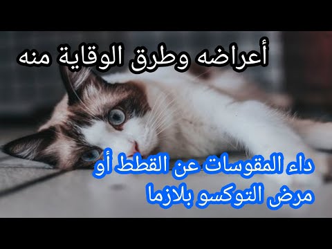 ماهو داء المقوسات عند القطط ؟ ماهي أعراضه وطرق الوقاية منه - داء القطط -