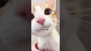 Cute Kitty Will Always Be Here