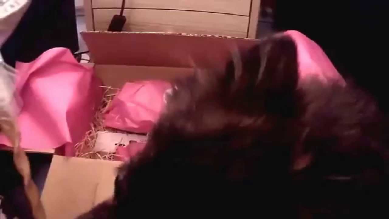 Unboxing Luckypetbox Januar 2015 | Probebox | Hundekanal