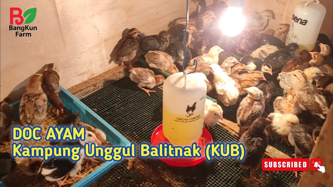 DOC AYAM KUB USIA 1 MINGGU || TERNAK AYAM KUB || TERNAK AYAM KAMPUNG