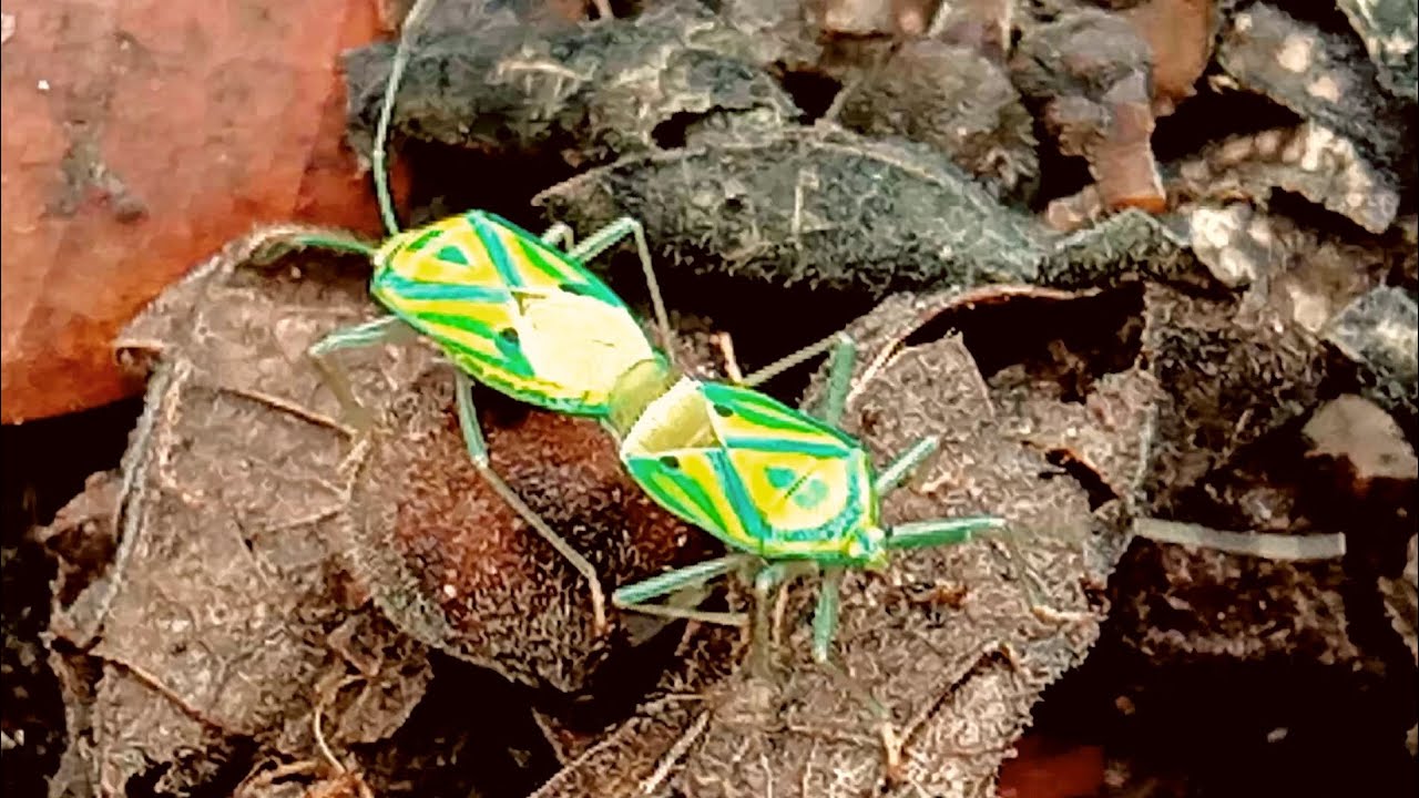 insect family planning 😀😅😃 // animal life video #animalfun23 - YouTube