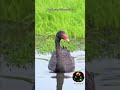 Just watch this 🖤|#short