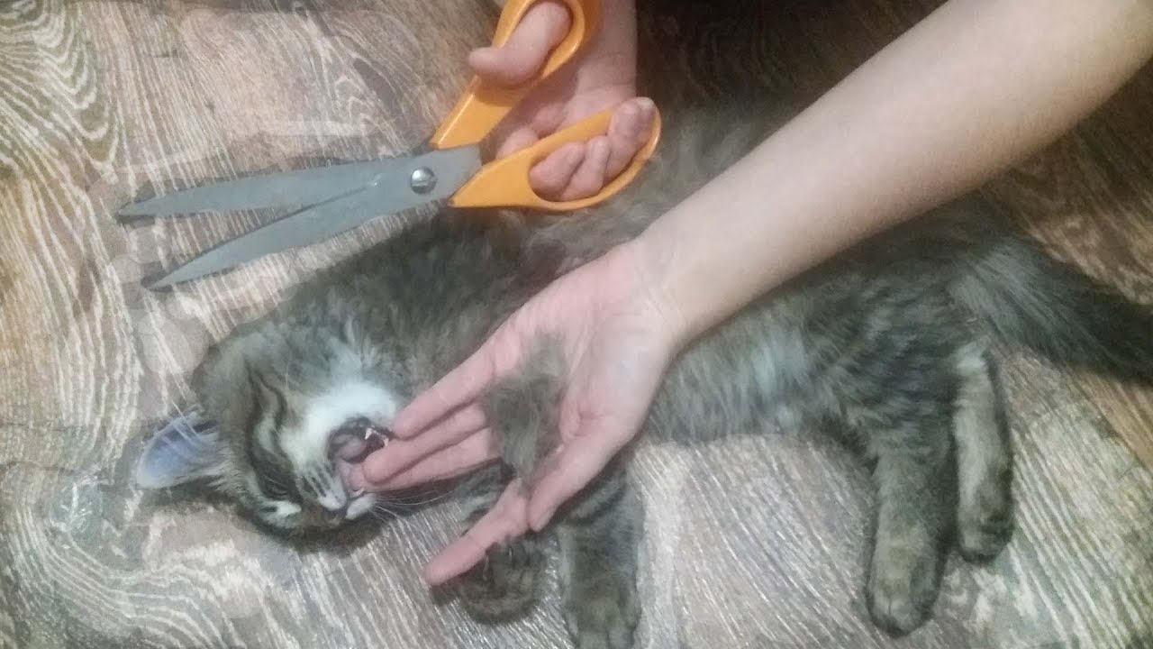 Kitten haircut YouTube
