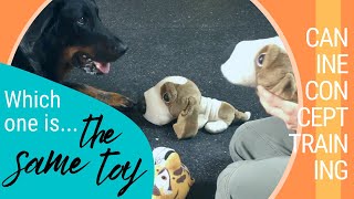 Canine brain games: smart dog knows her toys. Match to sample concept training.