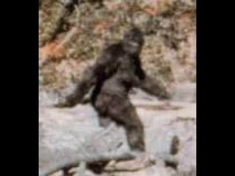 Bigfoot Sasquatch  In Search Of