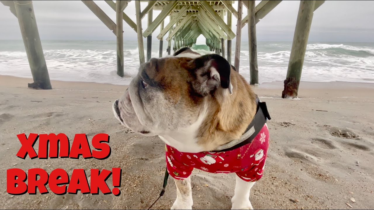 Reuben the Bulldog: Christmas Vacation