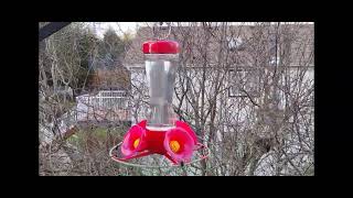 2023 Hummingbird setup by @VE7ED 81 views 1 year ago 2 minutes, 50 seconds