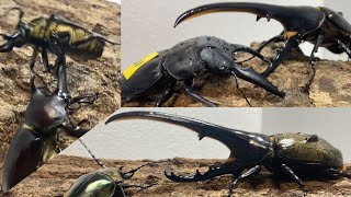 クワガタモドキ］真夏の大激闘 カブトムシクワガタムシバトル