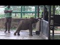 Most Beautiful Baby Elephant You Will Ever See | The sound of a baby elephant asking for milk