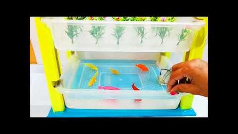 aquaponic farming working model - diy | #shorts | howtofunda