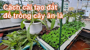Cách cải tạo đất để trồng cây ăn lá | Bà Lan - Nông dân sân thượng #1