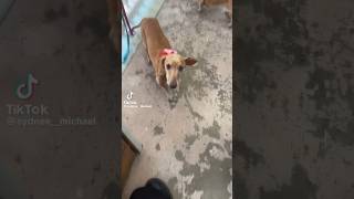 Hey look at all these wieners. Hi wieners!