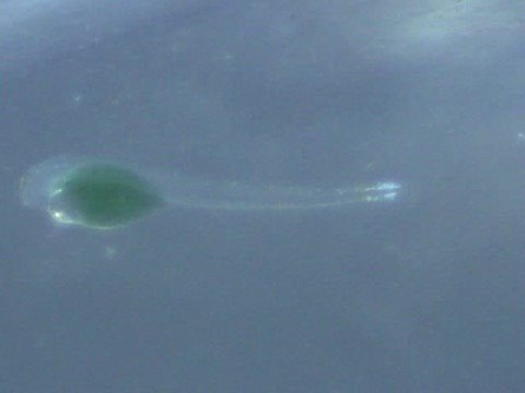 video editing software free Oxymonacanthus longirostris Prolarvae 0 hours post hatch