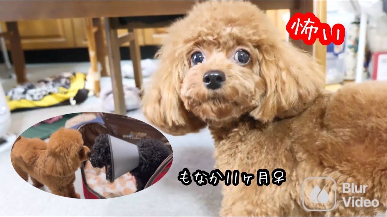 オレオ病院日🏥〜3日間。足元ヒーター出したら